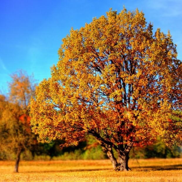 A tree with yellow, orange, and red fall foliage foregrounded against a bright blue sky